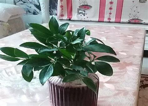 七葉蓮|七葉蓮:七葉蓮，拉丁名：Schefflera arboricola Ha 